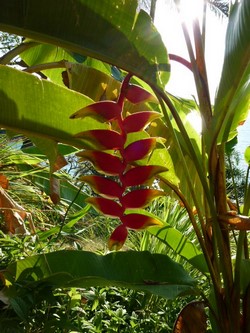 fleurs rouge