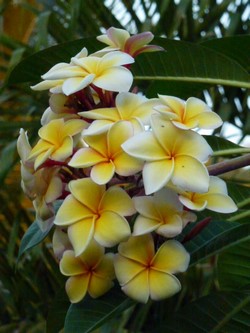 fleurs jaune